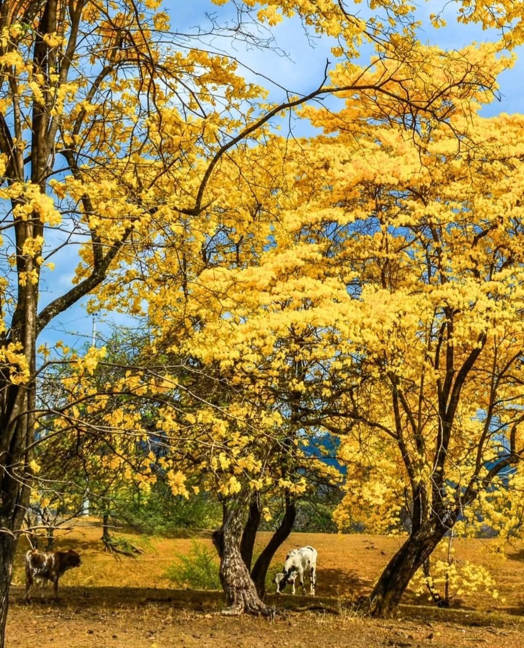 Gozataland naturaleza
